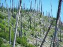 Tree Skeletons Mount Saint Helens
Picture # 2357
